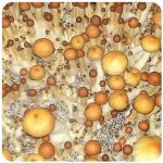Псилоцибиновые (галлюциногенные)  грибы Psilocybin "Golden Teacher" в Усть-Илимске