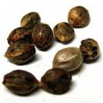 Семена марихуаны АК-47  (Seeds AK-47) в Усть-Илимске